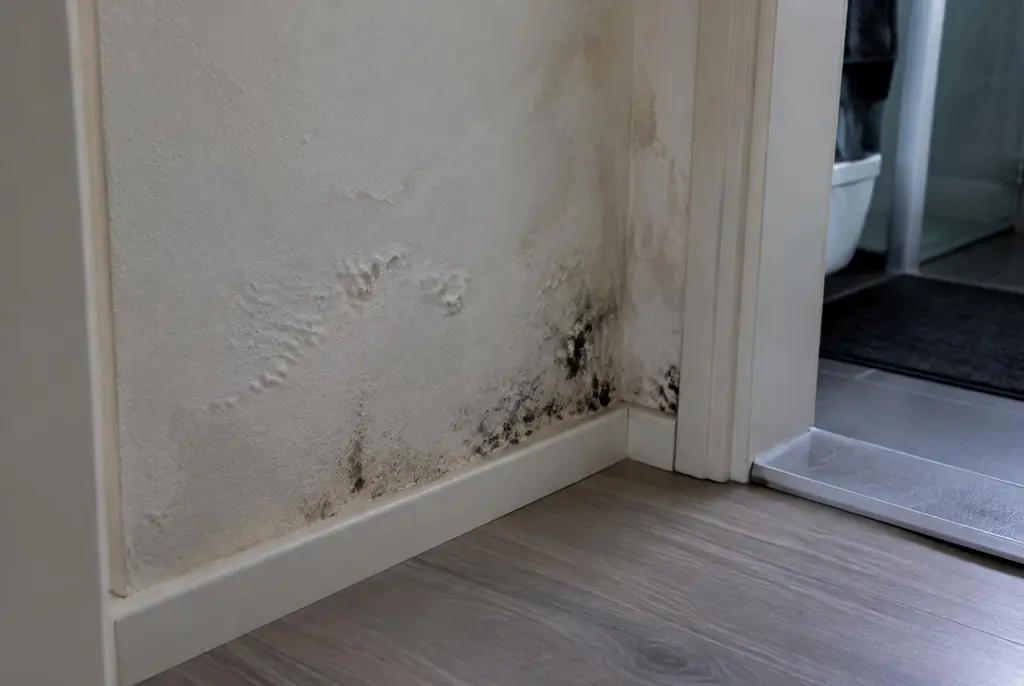 Lekdetectie Zoetermeer – vochtplek met schimmel op een muur
